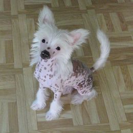 Chinese Crested Puppies from Jewels Chinese Cresteds