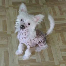 Chinese Crested Puppies from Jewels Chinese Cresteds