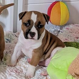 Jango - Red male American Staffordshire Terrier puppy in Weston, Ohio from Natasha's AmStaffs