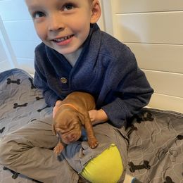Vizsla Puppies from Highland Vizslas