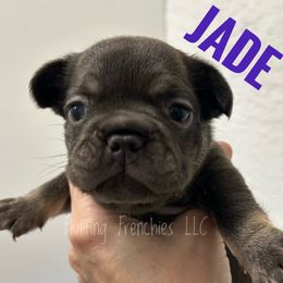 Jade - Liver female French Bulldog puppy in Port Charlotte, Florida from Fluffing Frenchies LLC
