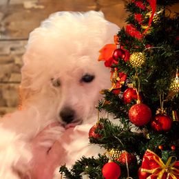 Poodle Puppies from Donna's Pups