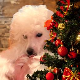 Poodle Puppies from Donna's Pups