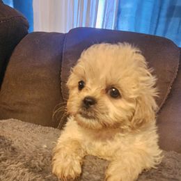 Cashew - Cream and white male Shih Tzu puppy in Carthage, Missouri from Cooley's Cuddle Pups