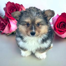 Tri boy 4 WITH tail fluffy - Black and tan male Pembroke Welsh Corgi puppy in Hale, Michigan from All Hale Corgis
