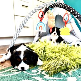 Cavalier King Charles Spaniel Puppies from Ohana Cavalier King Charles Spaniels