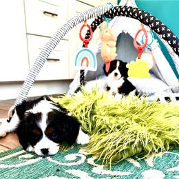 Cavalier King Charles Spaniel Puppies from Ohana Cavalier King Charles Spaniels