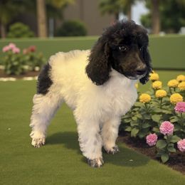 Dolly - Parti female Poodle puppy in Washington, Pennsylvania from Patriotic Poodles