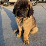 Leonberger Puppies from Bois D’Arc Leonbergers