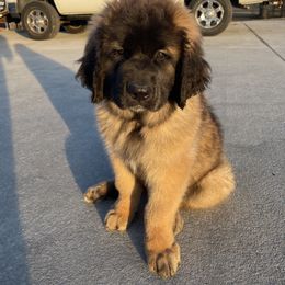 Leonberger Puppies from Bois D’Arc Leonbergers