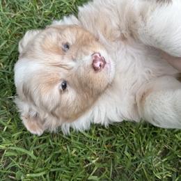 Goofy - Red merle male Australian Shepherd puppy in Otis, Oregon from Heritage Hill Aussies