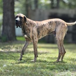 Grizzly - Brindle male Great Dane puppy in Montgomery, Texas from KD Sweet Southern Danes
