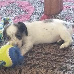 Dachshund Puppies from LPS weenies