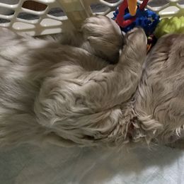 Goldendoodle, Schnoodle, and Sheepadoodle Puppies from Dood Ranch