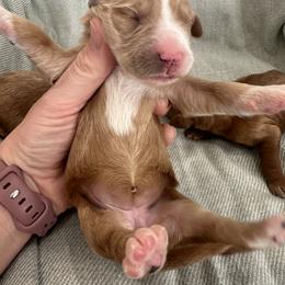 Girl 1 - Red  female Goldendoodle puppy in Glendale, Arizona from Follow Your Bliss Doodles