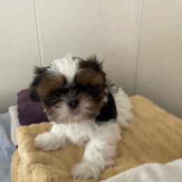 Duckie - Tricolor male Shih Tzu puppy in Spring, Texas from Precious Tzu Crew