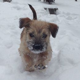 Glen of Imaal Terriers from Galore Glens