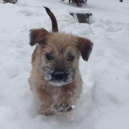 Glen of Imaal Terriers from Galore Glens