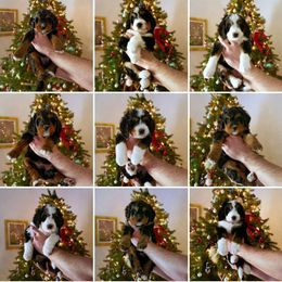 Bernedoodle Puppies from DoodlesFarmCo