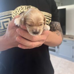 Cockapoo Puppies from Brevard County Cockapoos