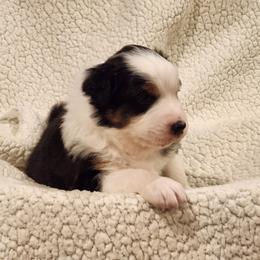 Australian Shepherd Puppies from Skyview Aussies