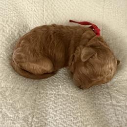Mr Red - Red male Cavapoo puppy in Nampa,, Idaho from Clig Doodle Days