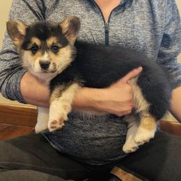 Vivian - Black and tan female Pembroke Welsh Corgi puppy in Coleman, Michigan from Salt Creek Farm Dogs