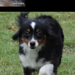 Gizelle - Miniature Australian Shepherd