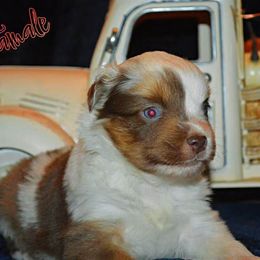 Spring - Red merle female Miniature Australian Shepherd puppy in Port Saint Lucie, Florida from Charlene Brannon's Mini Australian Shepherds