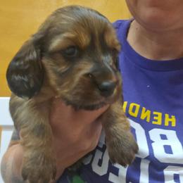 Blanch - Red female Dachshund puppy in Fruita, Colorado from 3 B's Breeding