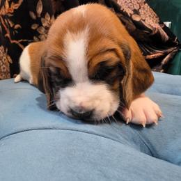 Nora - Mahogany and white female Basset Hound puppy in Bellaire, Ohio from Blessed Bassets