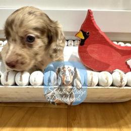 Peanut - Dapple male Dachshund puppy in Adamsville, Tennessee from Shiloh Ridge Dachshunds