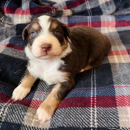 Hunter - Red tri-color male Australian Shepherd puppy in Charlotte, North Carolina from Awesome Aussies