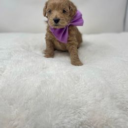 Maltipoo Puppies from Piper N Penny