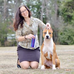 Hawk - American Staffordshire Terrier