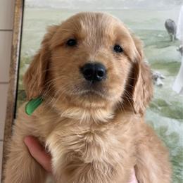 River - Golden male Golden Retriever puppy in Blackfoot, Idaho from Ivy’s Goldens