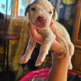 Thaye (LUA) - White and liver brown male Dalmatian puppy in Salem, Missouri from Paradise Spots Dalmatians