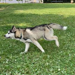Mickey - Siberian Husky