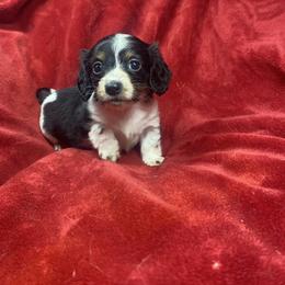 Clover - Black and tan female Dachshund puppy in Richmond, Virginia from Paw Prints