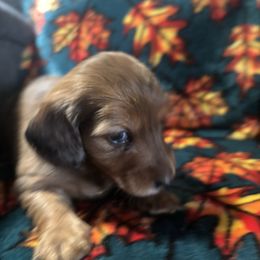 Wyatt - Dapple male Dachshund puppy in Argos, Indiana from TKO Doxies