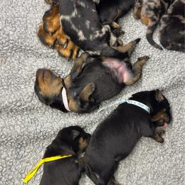Boy 4 - Harlequin male Beauceron puppy in Henderson, Nevada from Joie de Vie Beaucerons