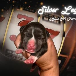 Legacy - Blue tri-color female American Bully puppy in Orlinda, Tennessee from SimplyBullies