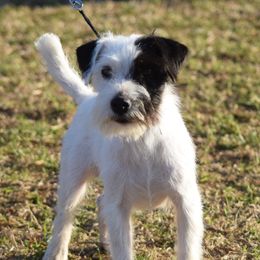 Shaggy - Parson Russell Terrier