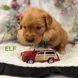 Elf - Golden male Golden Retriever puppy in Salt Lake City, Utah from Soaring golden retrievers