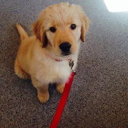 Golden Retriever and Labrador Retriever Puppies from BlueMittn Retievers