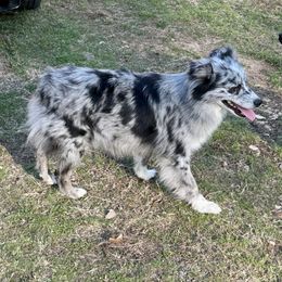 Willow - Toy Australian Shepherd
