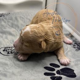 Jimmy Choo - Apricot male Maltipoo puppy in Weatherford, Texas from Aprishew Maltipoo