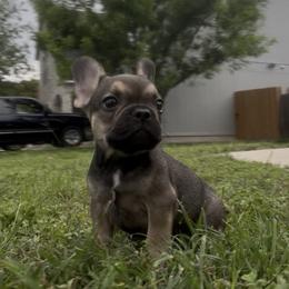 Johnny - Black and tan male French Bulldog puppy in San Antonio, Texas from D’s Frenchies
