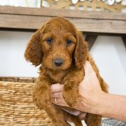 Goldendoodle, Irish Doodle, Labradoodle, and Poodle Puppies from Desert Doodles