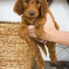 Goldendoodle, Irish Doodle, Labradoodle, and Poodle Puppies from Desert Doodles